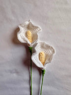 Calla Lily